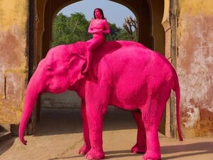 Заради забаганки росіянки в Індії пофарбували 65-річну слониху. Тварина померла