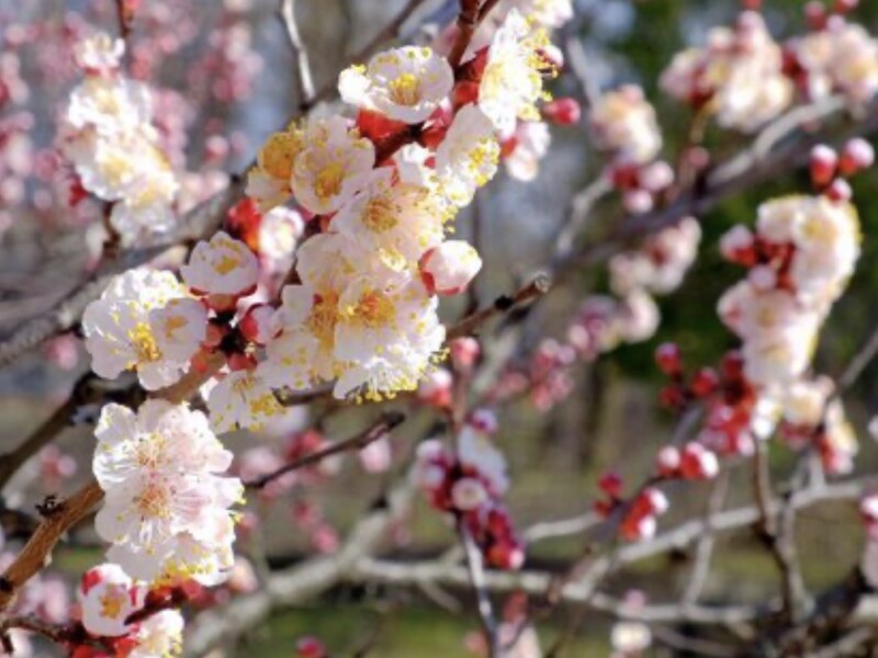 Абрикос щороку рясно цвіте, але без плодів – що ви робите не так