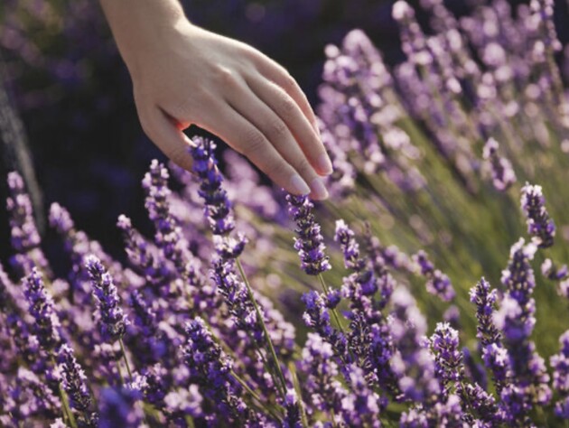 П’ять рослин, які обрізають у квітні – помилка може коштувати вам пишного цвітіння