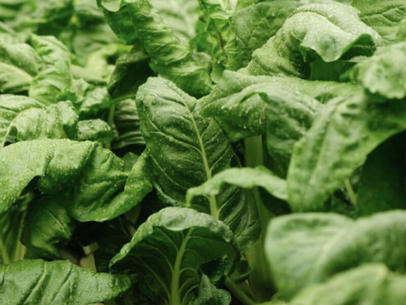 Этот овощ является лучшим соседом для шпината – четыре причины сажать их вместе