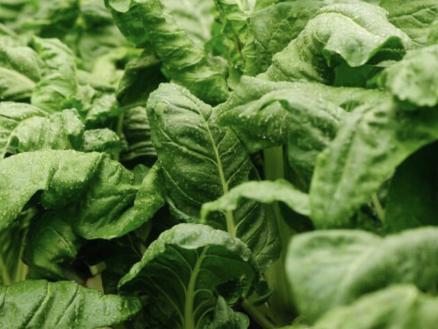 Цей овоч є найкращим сусідом для шпинату – чотири причини садити їх разом