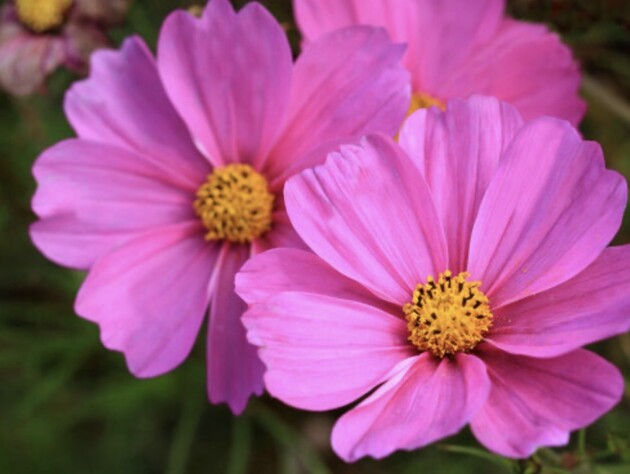 Сім квітів, які швидко сходять – посійте їх зараз в ґрунт, і в червні сад стане яскравою клумбою