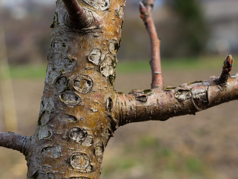 У квітні обробіть цим сад – і він віддячить щедрим урожаєм. Чому гілки мають блищати