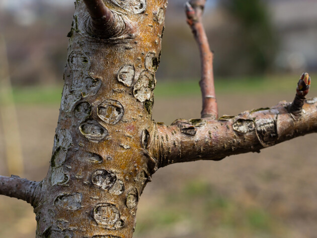 В апреле обработайте этим сад – и он отблагодарит щедрым урожаем. Почему ветки должны блестеть