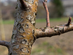 Обработайте этими препаратами сад по закрытым почкам – и он отблагодарит щедрым урожаем