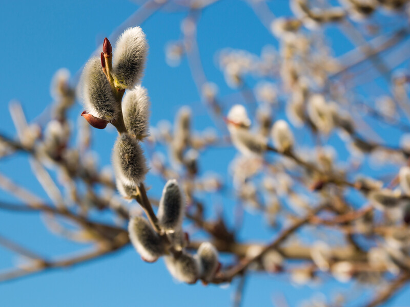 "На Вербное воскресенье как на Пасху". Какой будет погода в эти выходные в Украине