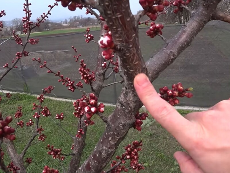 Монилиоз коварен – раздумывать некогда. Как эффективно провести первую обработку сада