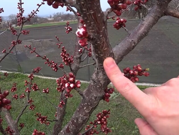 Монолиоз коварен – раздумывать некогда. Как эффективно провести первую обработку сада