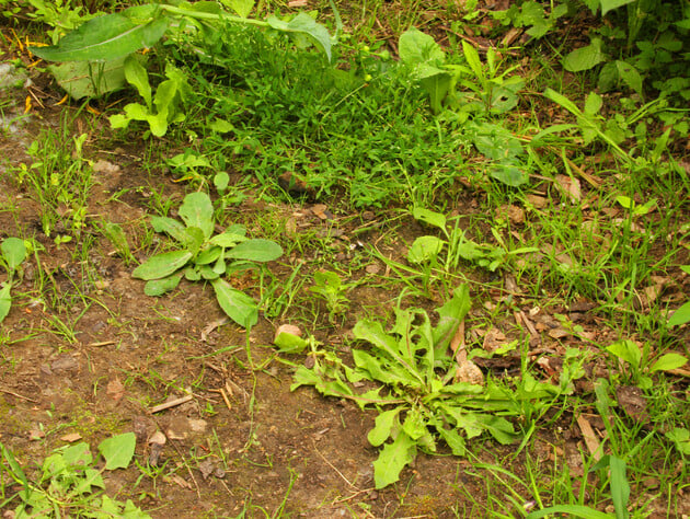 Такая смесь уничтожит все сорняки на вашем участке. Проверенный годами рецепт