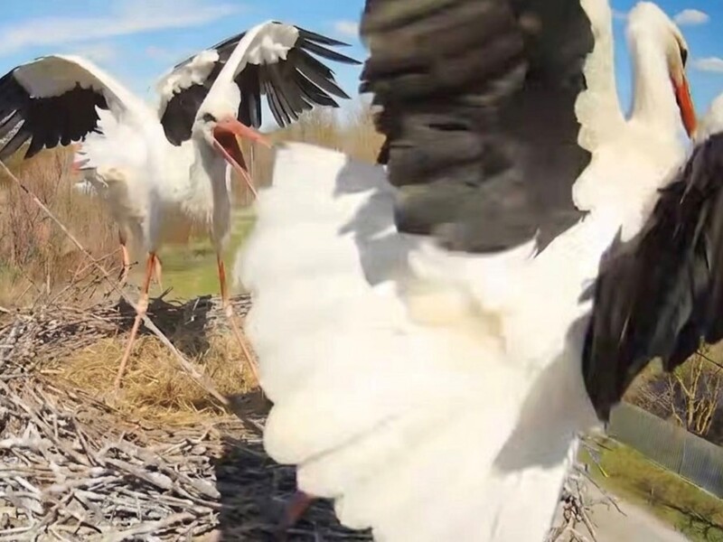 "Netflix нервово покурює". У гнізді лелеки Грицька розгорілася драма: між птахами виник любовний трикутник