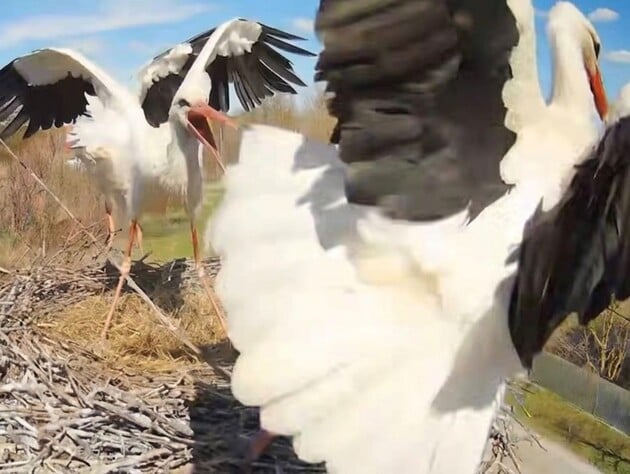 У гнізді лелеки Грицька – така драма, що 