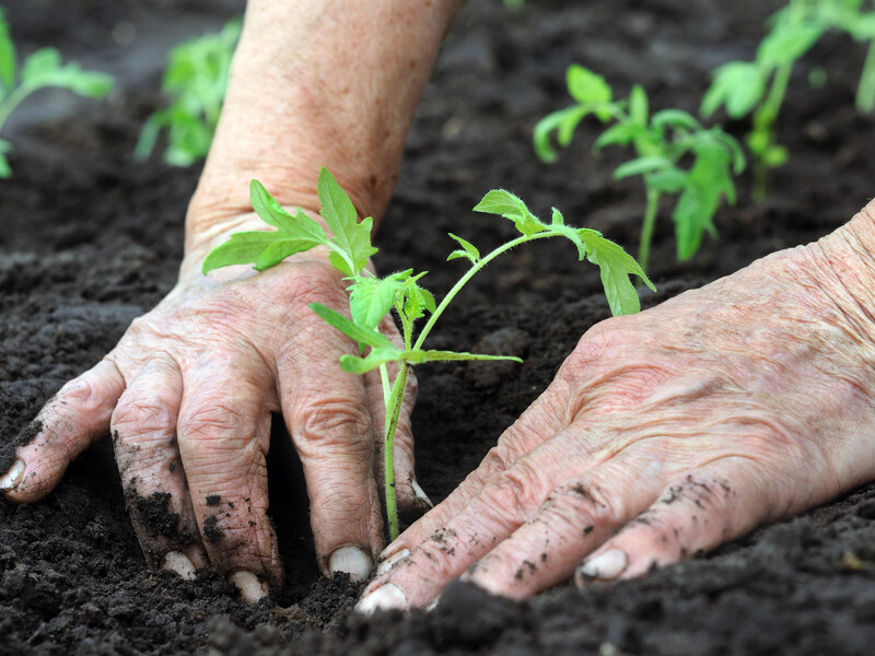 Четыре лучших способа подкормить рассаду томатов весной