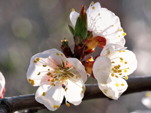 Обработайте этим цветущие абрикосы – и защитите их от монилиоза. Назван фунгицид, безопасный для пчел