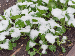 Сделайте это за 10 часов до заморозков – и растения не погибнут. Секретный метод опытных дачников