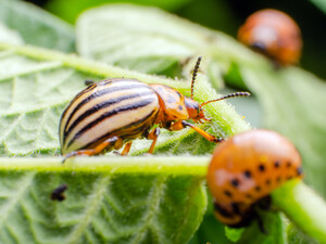 Четыре растения защитят от колорадского жука. Посадите их возле картофеля