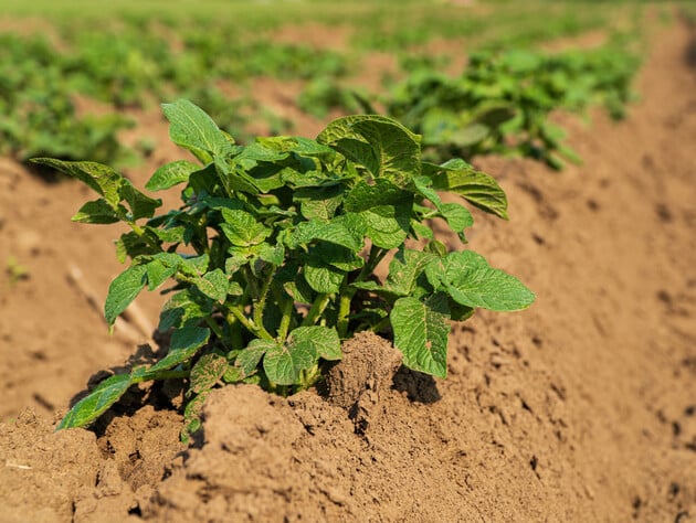 Через пять дней после посадки картофеля посыпьте этим участок – и не придется полоть сорняки