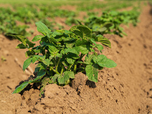 Через пять дней после посадки картофеля посыпьте этим участок – и не придется полоть сорняки 
