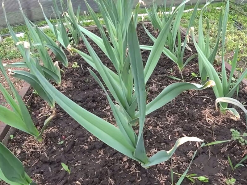 Всего одна ложка этого удобрения в апреле – и чеснок вырастет размером с кулак