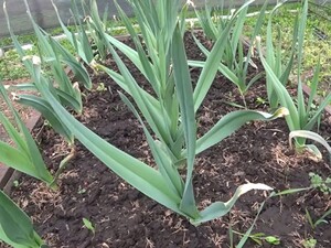 Всего одна ложка этого удобрения в апреле – и чеснок вырастет размером с кулак