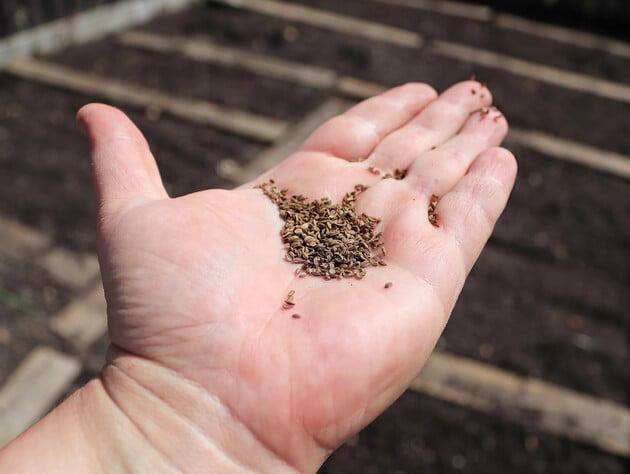 Мелкие семена моркови посеются равномерно, если использовать это вторсырье. Лайфхак