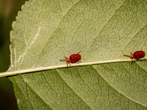 Два способа борьбы с клещами на участке. Когда обрабатывать территорию?