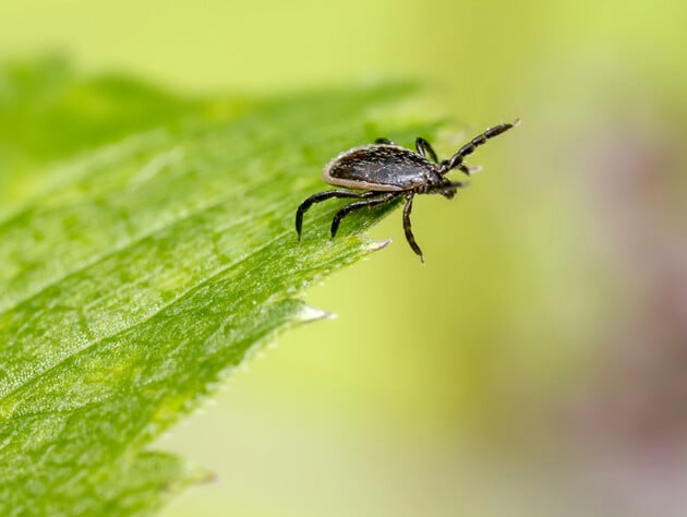Цей елементарний спосіб допоможе виявити кліщів на ділянці