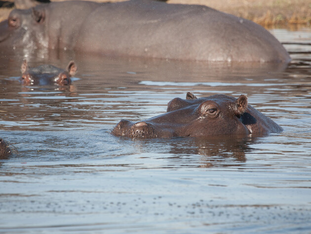 У Колумбії розстріляють бегемотів Ескобара. Що не так із тваринами?