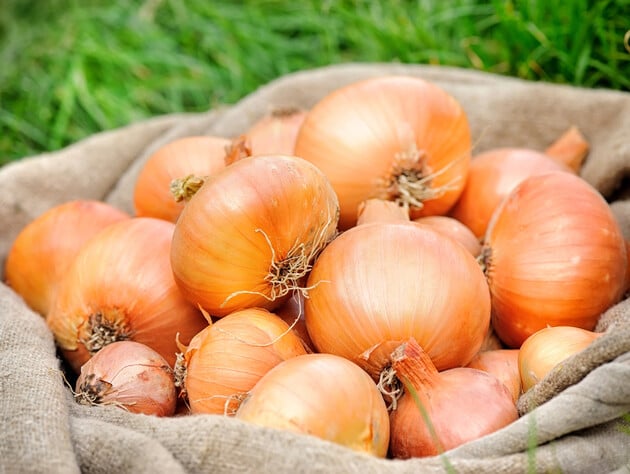 П'ять добрив, які треба внести під час росту цибулі