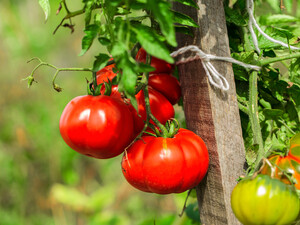 Удобрение для томатов и перца можно приготовить из трех растений