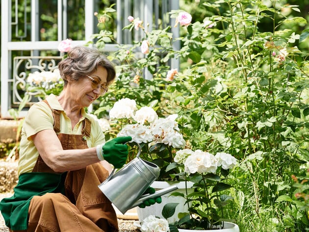 Поливайте троянди саме в цей час, щоб вони квітнули на повну