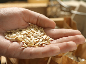 Как обеззаразить и закалить семена огурцов. Советы для стойкости плодов к болезням