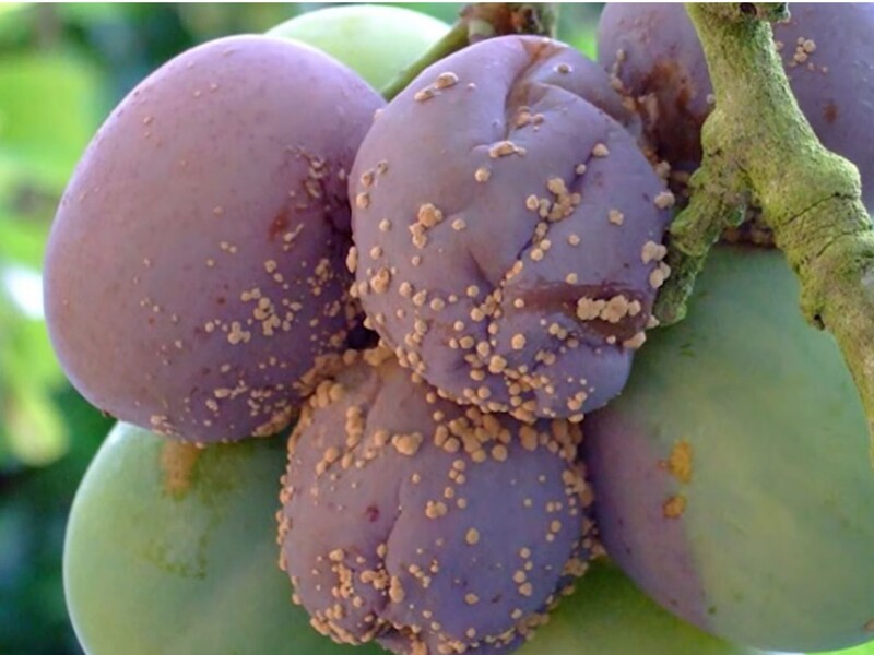 Плоды сгниют прямо на ветках, если забыть об этой обработке. Названы фунгициды, безопасные для пчел