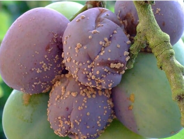 Плоды сгниют прямо на ветках, если забыть об этой обработке. Названы фунгициды, безопасные для пчел