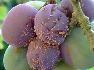 Чем обработать сад от монилиоза во время цветения. Эти два препарата безопасны для пчел