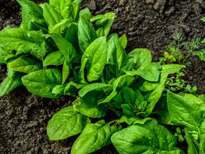 Эти овощи и зелень можно высевать в холодную почву. Назвали самые стойкие к заморозкам культуры 