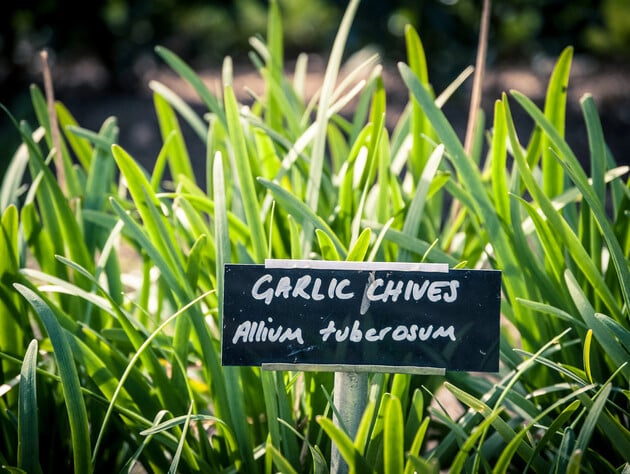 Якщо часник пожовтів у квітні - полийте цого цією доступною сумішшю. У липні виростуть величезні головки