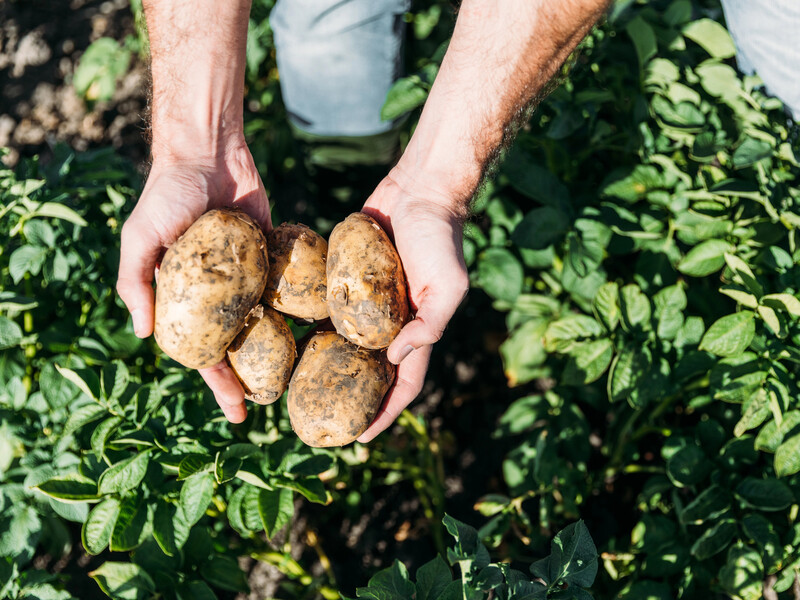 Неприхотливые и урожайные. Пять лучших сортов картофеля для посадки