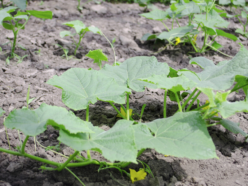 Растворите в воде всего две капли этого аптечного препарата – и вырастет тонна огурцов