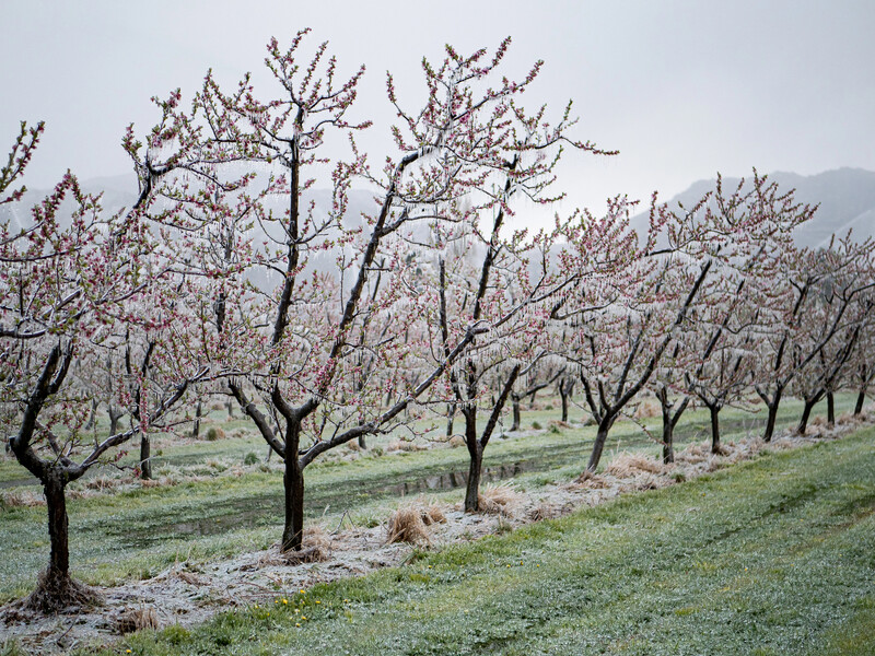 Сильний вітер і заморозки. ДСНС попереджає про небезпечні погодні явища в Україні