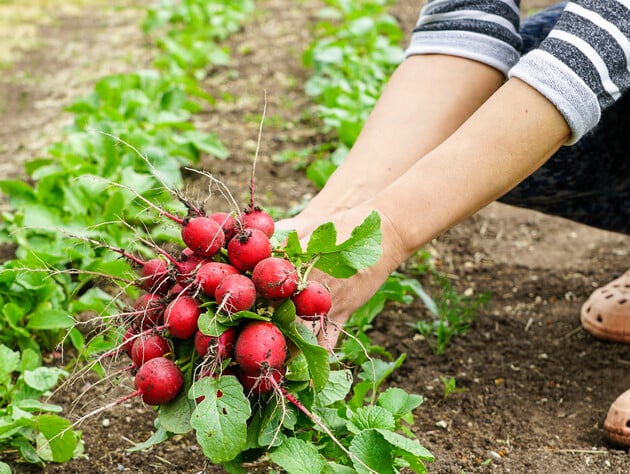 Редис потрескается, если допущена эта ошибка. Элементарное правило спасет урожай
