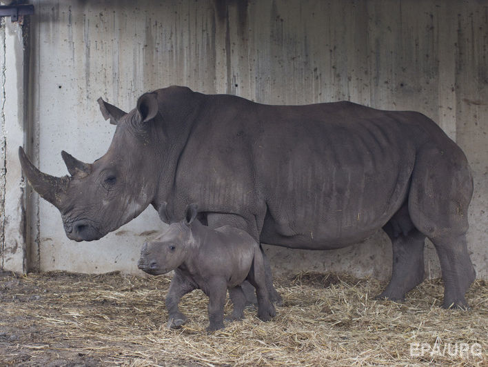 У зоопарку Бельгії вирішили обрізати роги носорогам для захисту від браконьєрів