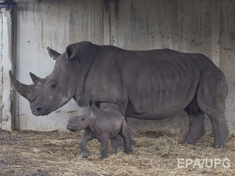 В зоопарке Бельгии решили обрезать рога носорогам для защиты от браконьеров