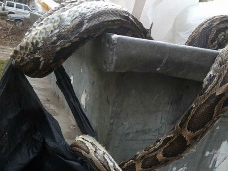 В Киеве в мусорный бак выбросили мертвого удава