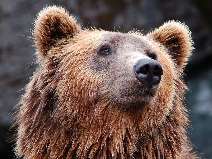 Житель российского Таганрога выгуливал медведя без намордника. Видео
