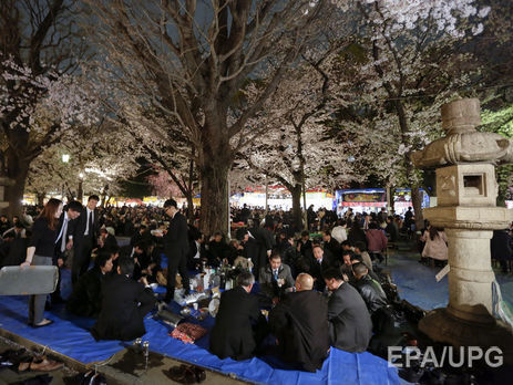 В Японии сакура зацвела раньше срока