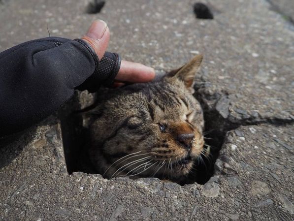 Японський фотограф зняв, як розважаються вуличні коти. Фоторепортаж