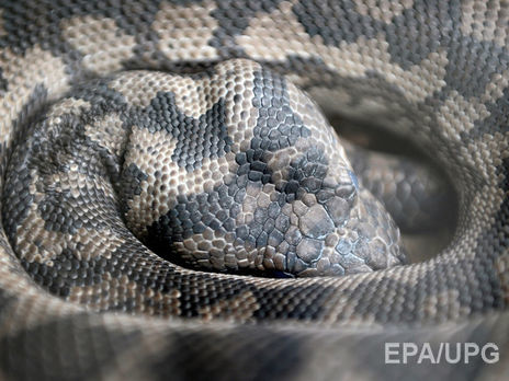 В Індонезії чоловіка проковтнув семиметровий пітон