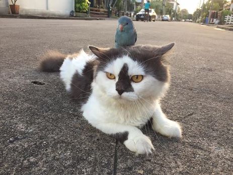 В интернете показали, как маленькая птичка прокатилась верхом на коте. Видео