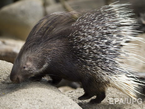 Тело удава после столкновения с дикобразом осталось пронизано иголками. Видео