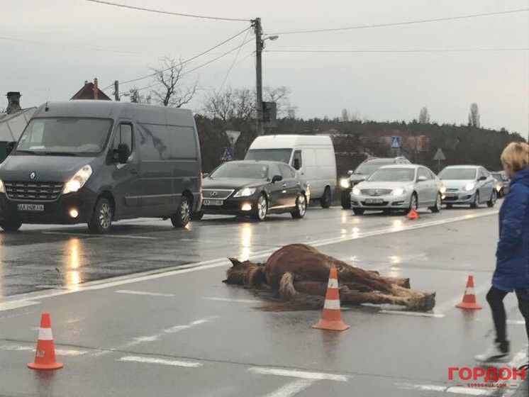 У Києві автомобіль на смерть збив коня